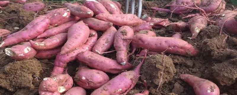 红薯亩产,附红薯种植方法和步骤