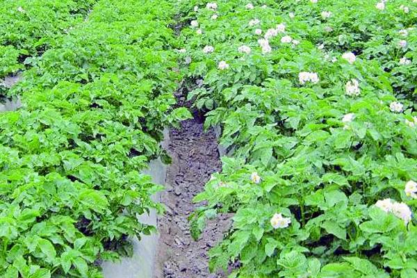 土豆秧子长啥样,土豆秧子长得太旺盛了怎么办