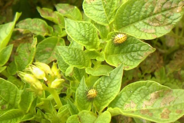 土豆秧子长啥样,土豆秧子长得太旺盛了怎么办