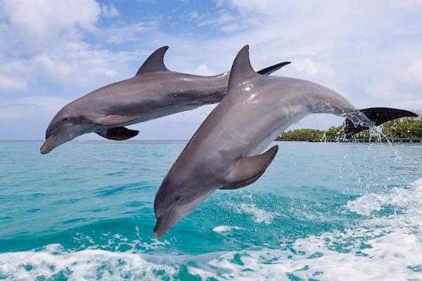 海豚的生殖特点是什么,海豚的寿命多长