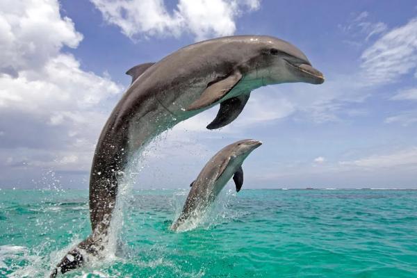海豚的生殖特点是什么,海豚的寿命多长