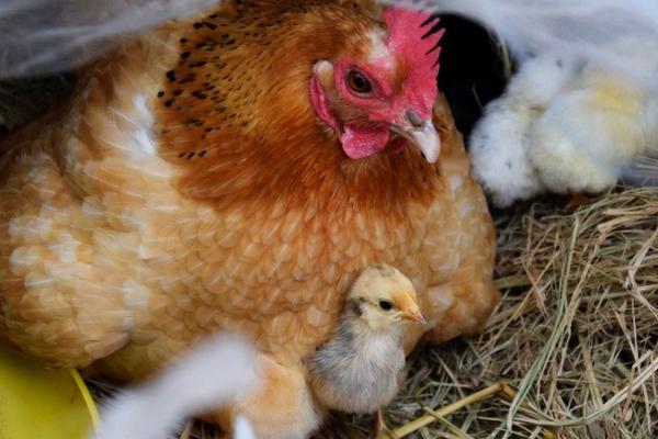 母鸡孵小鸡需要公鸡的配合吗,母鸡孵小鸡后多久开始下蛋