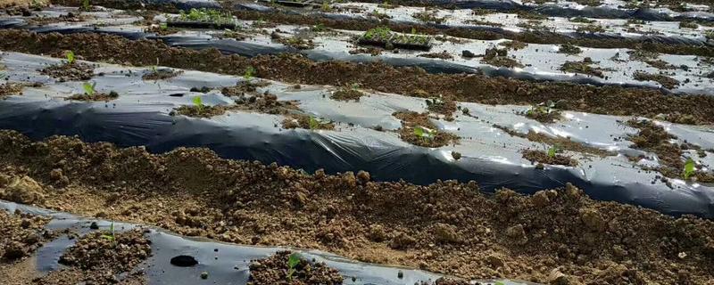 辣椒间距和行距各是多少,辣椒种植需要什么肥料