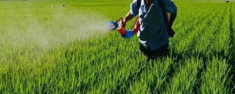 烯酰吗啉主治哪些病害,烯酰吗啉的注意事项