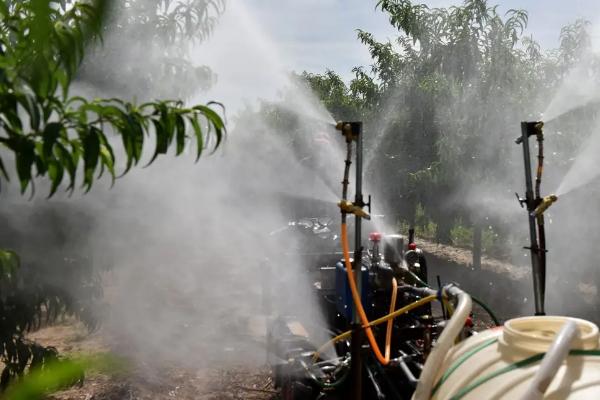 烯酰吗啉主治哪些病害,烯酰吗啉的注意事项