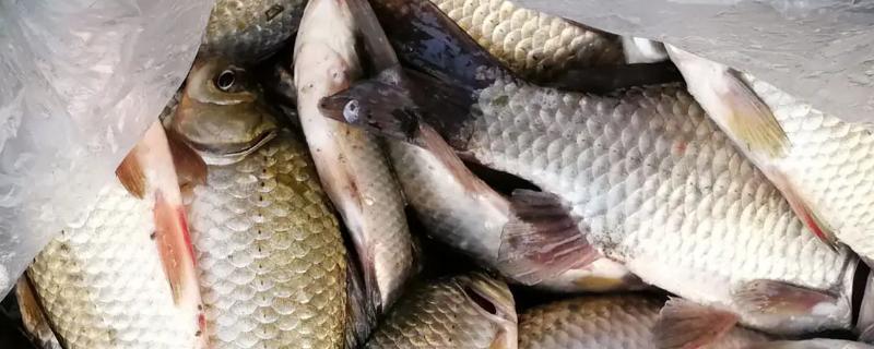 土鲫鱼最大能长多少斤,土鲫鱼和养殖鲫鱼的区别