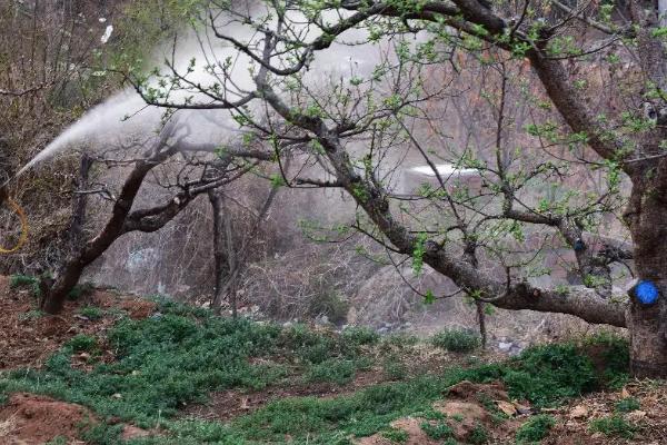 烯酰吗啉主治哪些病害,烯酰吗啉的注意事项