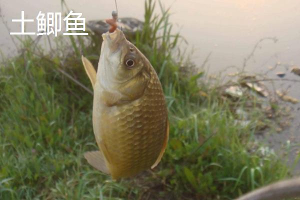 土鲫鱼最大能长多少斤，土鲫鱼和养殖鲫鱼的区别