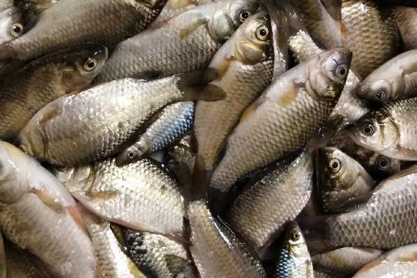 土鲫鱼最大能长多少斤，土鲫鱼和养殖鲫鱼的区别