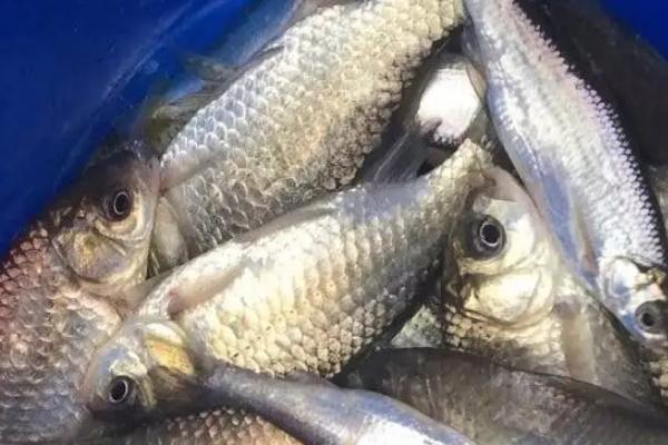 土鲫鱼最大能长多少斤，土鲫鱼和养殖鲫鱼的区别
