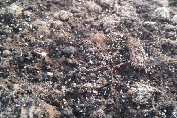 羊肚菌二茬菇如何催菇,催菇后几天出原基