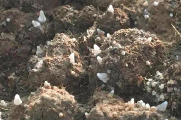 羊肚菌二茬菇如何催菇,催菇后几天出原基