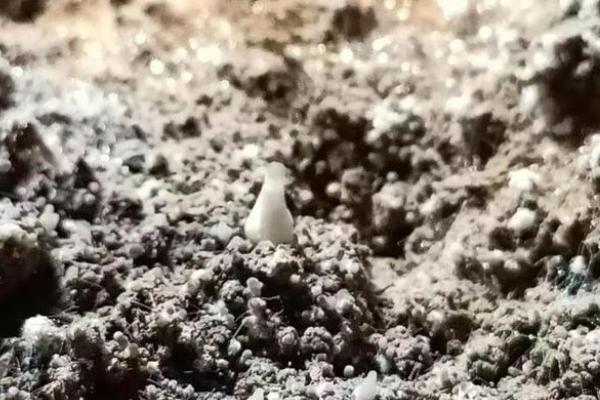 羊肚菌二茬菇如何催菇,催菇后几天出原基