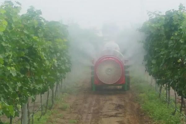 烯酰吗啉主治哪些病害,烯酰吗啉的注意事项