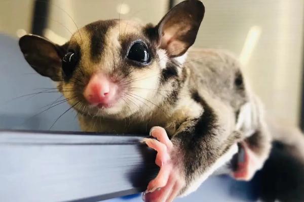 蜜袋鼯能活几年，蜜袋鼯属于什么科