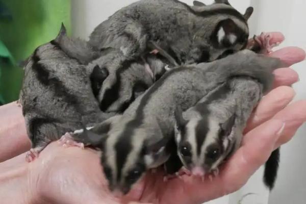 蜜袋鼯能活几年，蜜袋鼯属于什么科