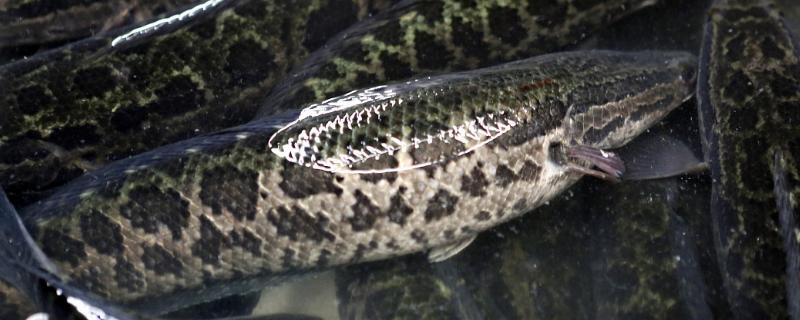 黑鱼吃啥,黑鱼生活在什么水域