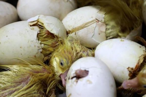 鹅蛋孵化过程注意事项,鸡可以孵鹅蛋吗