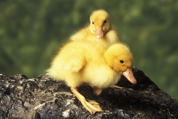 小鸭子死亡前兆，小鸭子买回来就可以下水吗