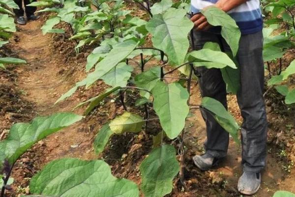 茄子株距是多少行距是多少,茄子可以和什么套种