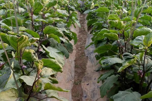 茄子株距是多少行距是多少,茄子可以和什么套种