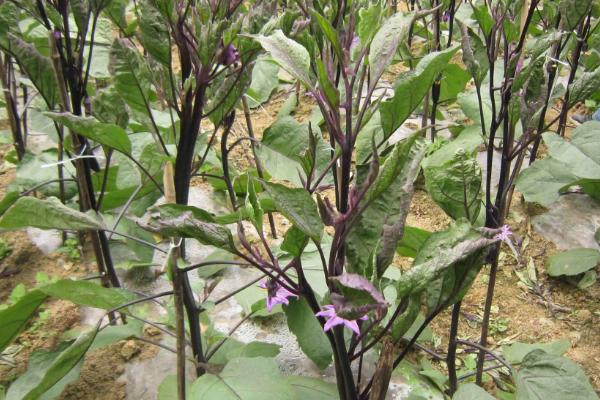 茄子株距是多少行距是多少,茄子可以和什么套种