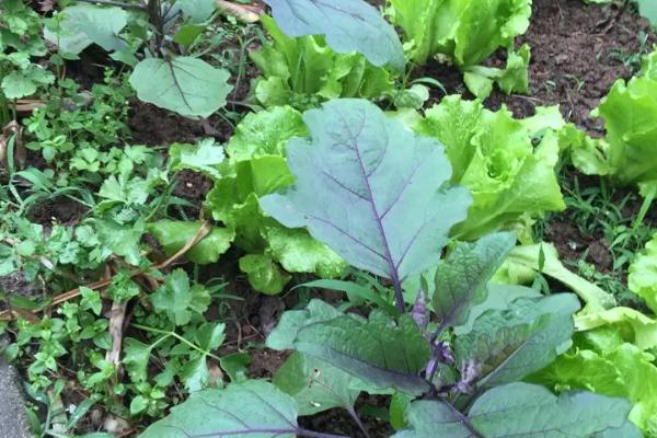 茄子株距是多少行距是多少,茄子可以和什么套种