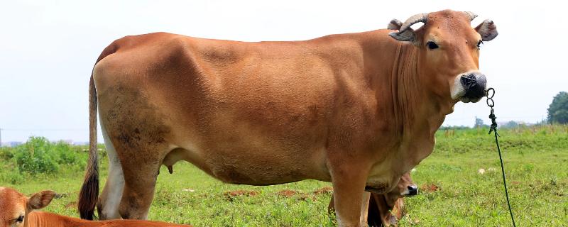 牛吃牛毛应该用什么药，是什么原因导致的