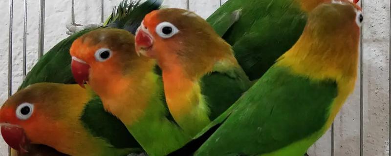 什么鹦鹉可以合法饲养，鹦鹉的寿命一般多少年