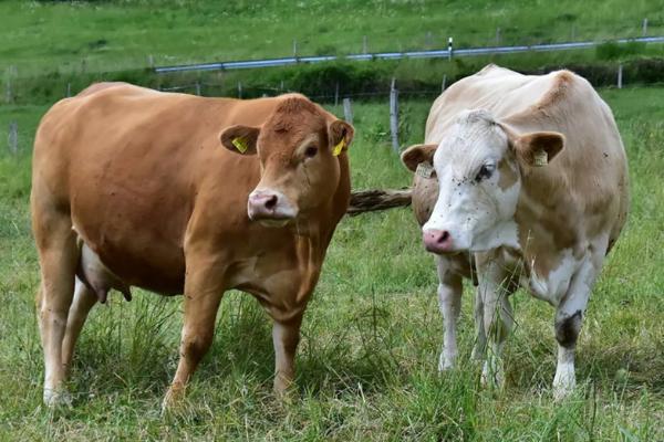 牛吃牛毛应该用什么药，是什么原因导致的