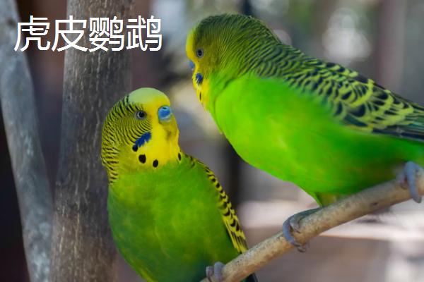 什么鹦鹉可以合法饲养,鹦鹉的寿命一般多少年