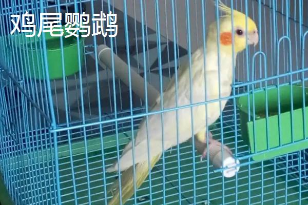 什么鹦鹉可以合法饲养,鹦鹉的寿命一般多少年