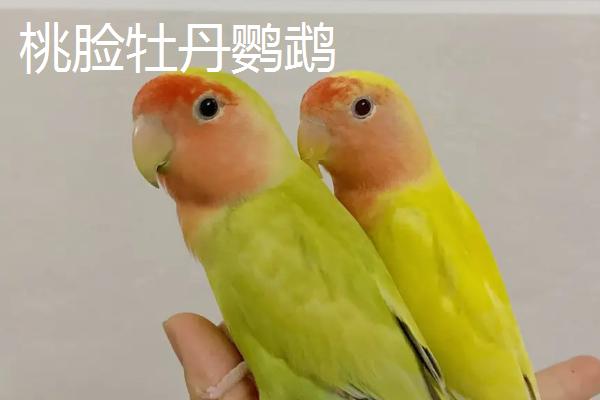 什么鹦鹉可以合法饲养,鹦鹉的寿命一般多少年