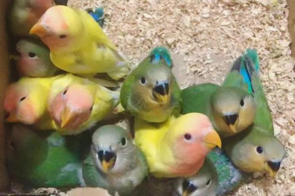 什么鹦鹉可以合法饲养,鹦鹉的寿命一般多少年