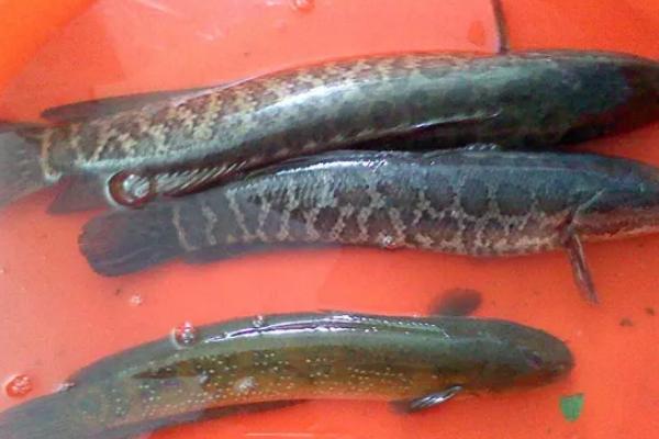 黑鱼吃啥，黑鱼生活在什么水域