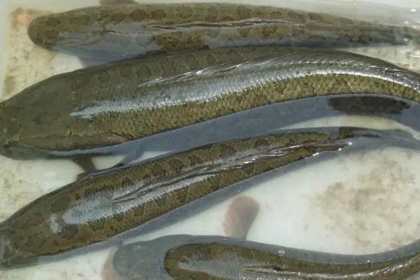 黑鱼吃啥，黑鱼生活在什么水域