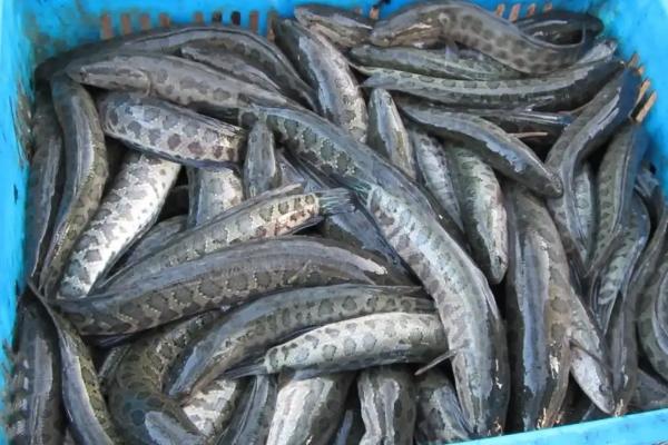 黑鱼吃啥，黑鱼生活在什么水域