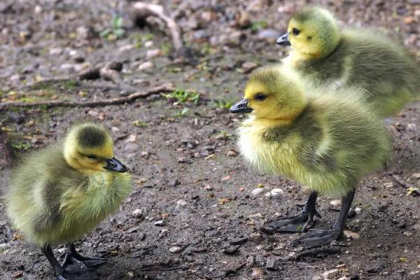 小鹅为什么要啄同伴的毛，如何防治