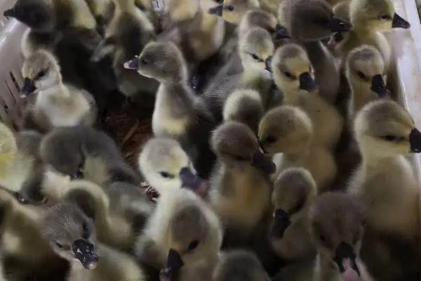 小鹅为什么要啄同伴的毛，如何防治