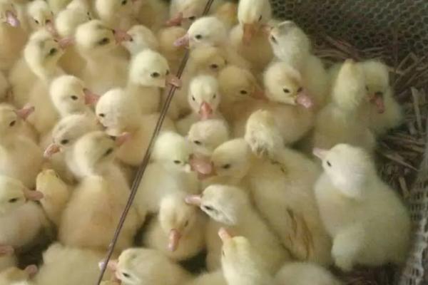 小鹅为什么要啄同伴的毛，如何防治