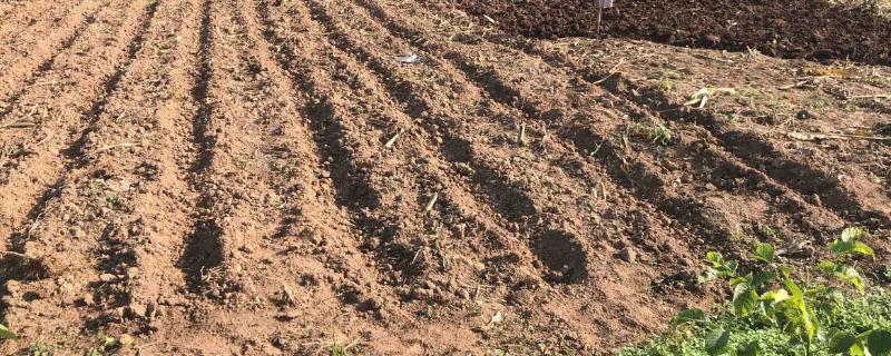 春天几月开始翻地,春天适合种植哪些蔬菜