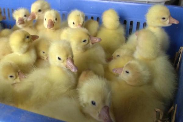 小鹅为什么要啄同伴的毛，如何防治