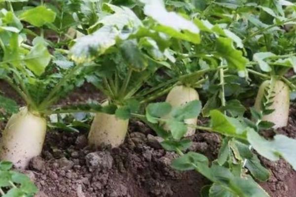 沙土地适合种什么蔬菜,沙土是什么土