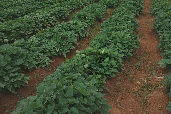 沙土地适合种什么蔬菜,沙土是什么土