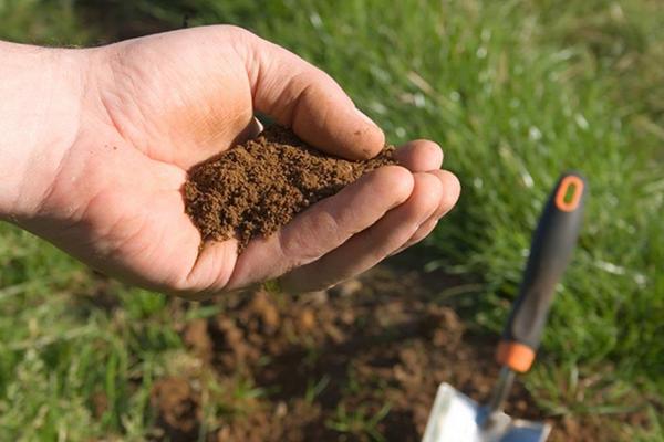 沙土地适合种什么蔬菜,沙土是什么土