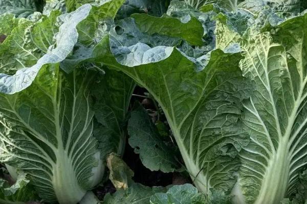 春天几月开始翻地,春天适合种植哪些蔬菜