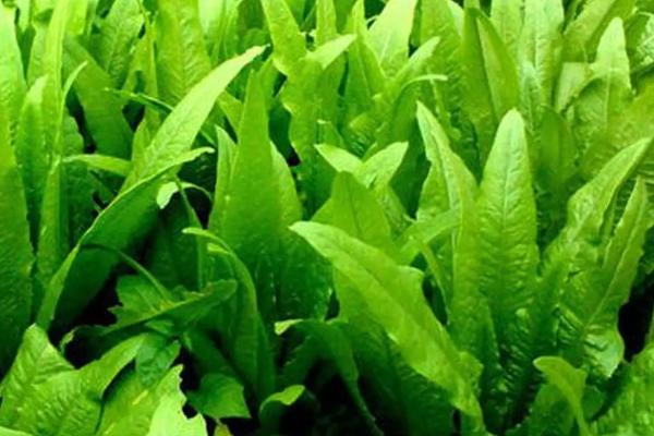 春天几月开始翻地,春天适合种植哪些蔬菜