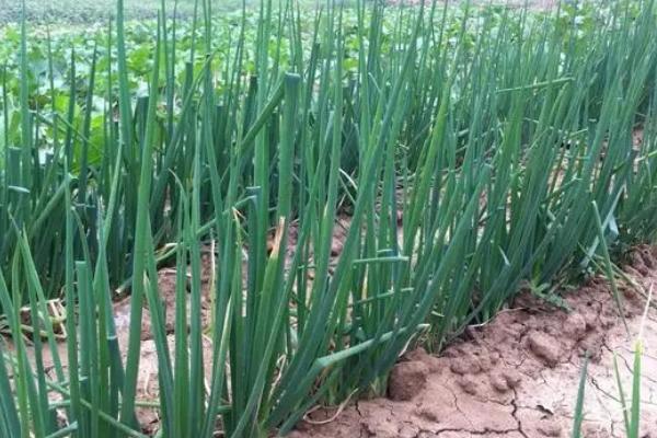 春天几月开始翻地,春天适合种植哪些蔬菜