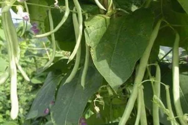 春天几月开始翻地,春天适合种植哪些蔬菜