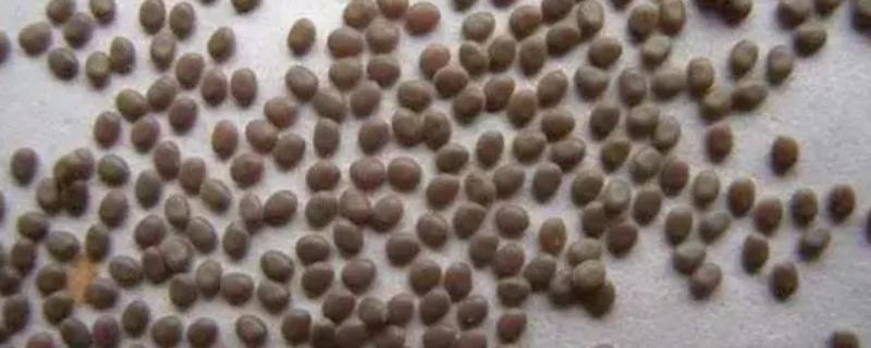 蚕卵怎么快速孵化，蚕卵孵化需要什么条件